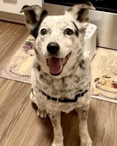 Australian Cattle Dog waiting patiently for a walk
