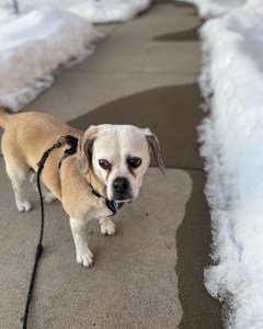 Elderly puggle looking for a potty spot