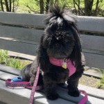 Shih Tzu sitting on a park bench posing for her photo