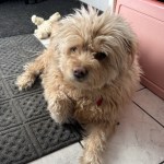 Chow Chow poodle mix laying in wait for the next walk