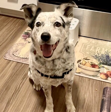 Happy Australian Kettle Dog waiting to go for a walk
