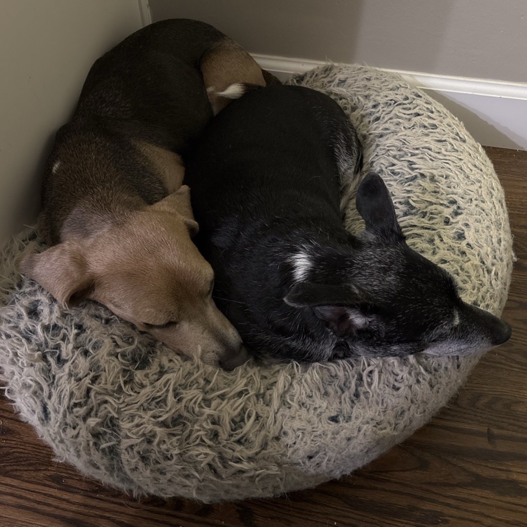 Two dogs cuddled safely in bed during a dog sitting