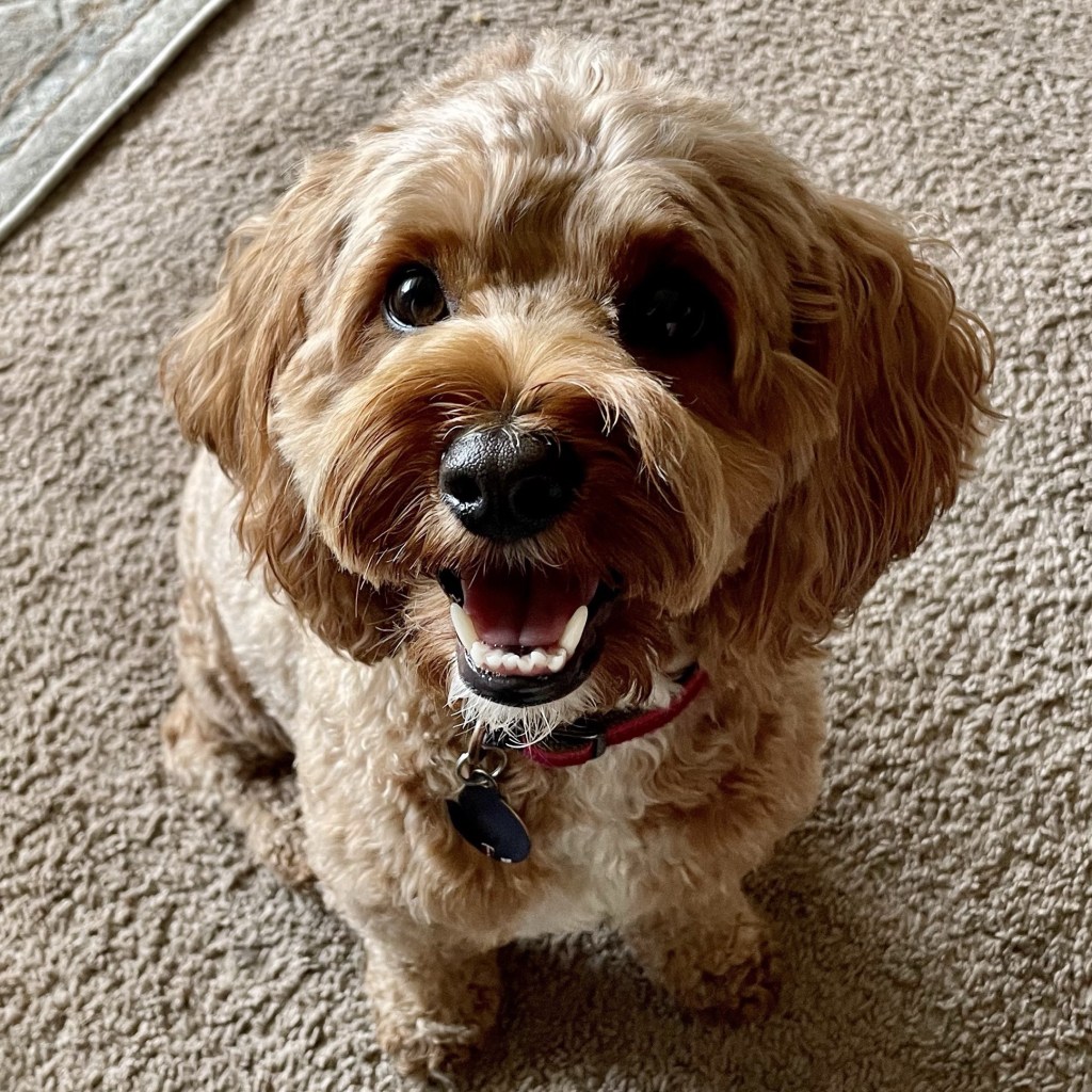 Excited cockapoo waiting for a treat