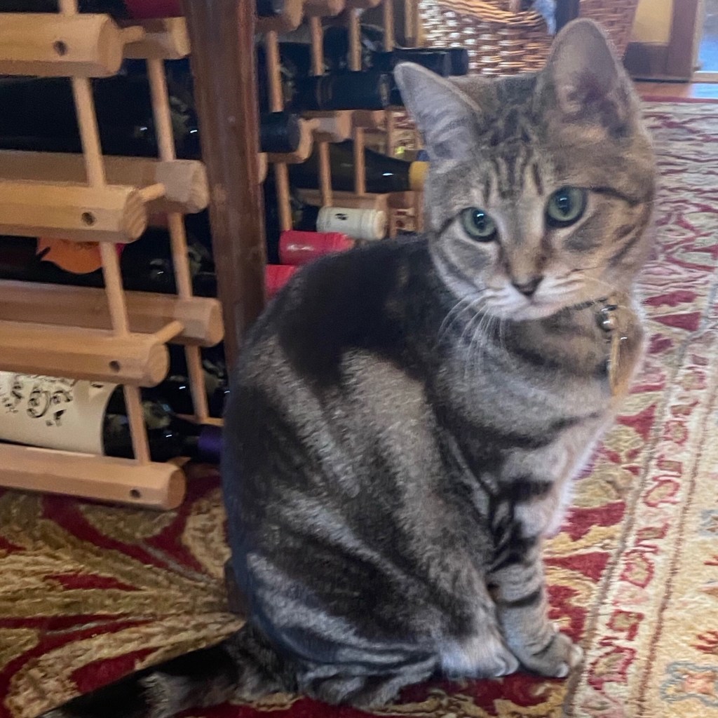 Curious tabby cat looking at their toy